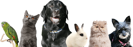 Dogs, cats, exotics, and pocket pets